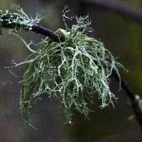 Image of Physcia farinacea