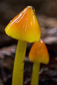 Hygrocybe conica image