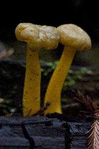 Leotia lubrica image