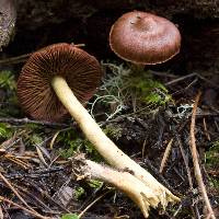 Cortinarius smithii image