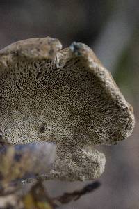 Jahnoporus hirtus image