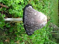 Coprinopsis atramentaria image