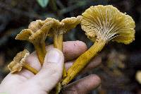 Craterellus tubaeformis image