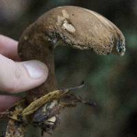 Image of Polyporus hispidellus