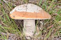 Amanita velosa image