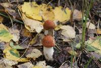 Leccinum aurantiacum image