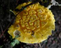 Amanita augusta image