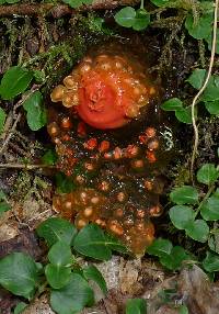 Calostoma cinnabarinum image