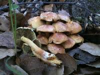 Hypholoma fasciculare image