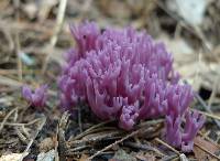 Clavaria zollingeri image