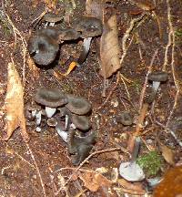 Craterellus cornucopioides image