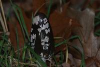 Coprinopsis picacea image