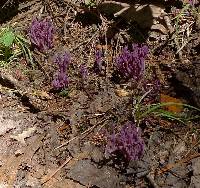 Clavaria zollingeri image