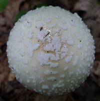 Amanita muscaria image