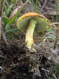 Hypholoma fasciculare image