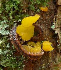 Tremella mesenterica image