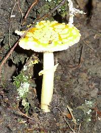 Amanita augusta image