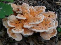 Laetiporus sulphureus image