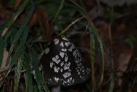 Coprinopsis picacea image