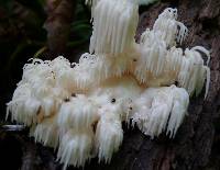 Hericium americanum image