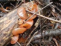 Auricularia auricula-judae image