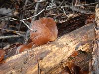 Auricularia auricula-judae image