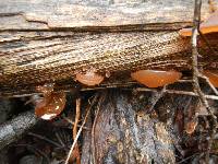 Auricularia auricula-judae image