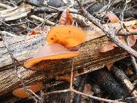 Auricularia auricula-judae image