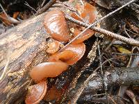 Auricularia auricula-judae image