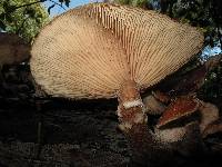 Armillaria mellea image