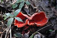 Sarcoscypha coccinea image