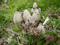 Coprinus comatus image