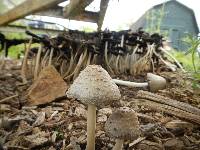 Coprinus comatus image