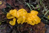 Tremella aurantia image