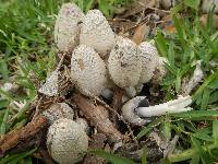 Coprinus comatus image