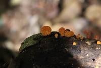 Favolaschia calocera image