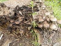 Coprinus comatus image