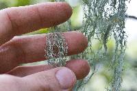 Ramalina menziesii image