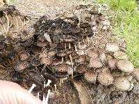 Coprinus comatus image