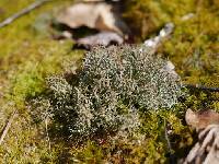 Cladonia furcata image