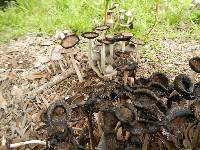 Coprinus comatus image