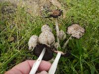 Coprinus comatus image