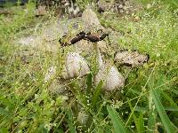 Coprinus comatus image