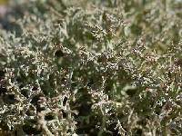 Image of Cladonia furcata