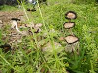 Coprinus comatus image