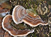 Trametes versicolor image