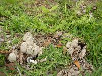 Coprinus comatus image