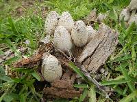 Coprinus comatus image