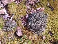 Cladonia furcata image