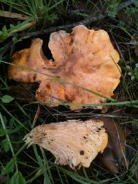 Cantharellus californicus image